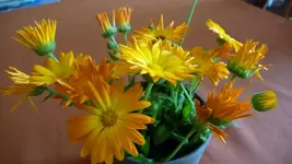 K800_1.9.2012 003.webp