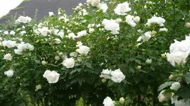 K800_1.9.2012 004.webp