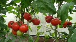 K800_1.9.2012 012.webp
