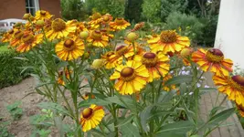 K800_1.9.2012 014.webp