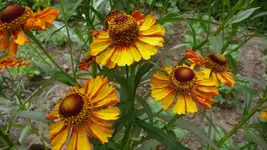 K800_1.9.2012 015.webp