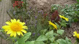 K800_1.9.2012 019.webp