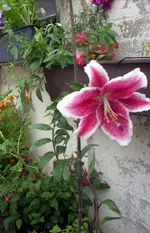 JD500610.webp