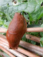 Schnecke_086.webp