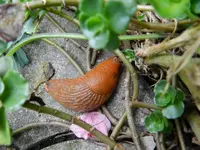 Schnecke_089.webp