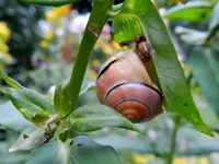 Schnecke_104.webp