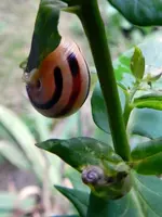 Schnecke_108.webp