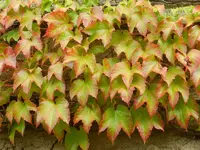 Weinlaub_129.webp