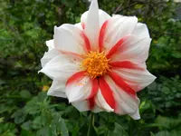 Dahlie_126.webp
