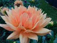 Dahlie_136.webp