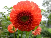 Dahlie_140.webp