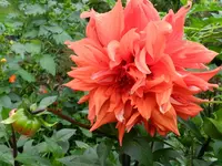 Dahlie_141.webp
