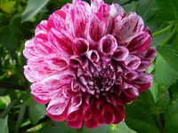 Dahlie_143.webp