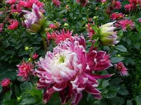 Dahlie_147.webp