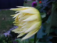 Dahlie_149.webp