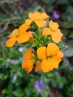 Goldlack_097.webp
