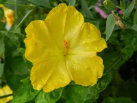 Wunderblume_006.webp