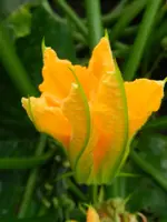 Zuchini159.webp