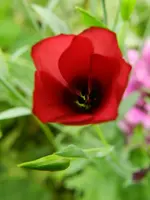 Lein rot_008.webp