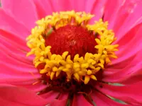 Zinnie_014.webp