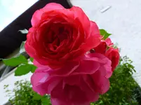P1020874.webp