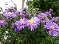 P1020901.webp