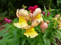 P1020885.webp