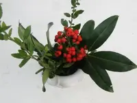 004.webp