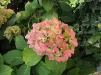 035.webp