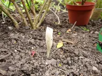 Herbstzeitlose.webp