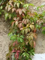 Wilder Wein.webp