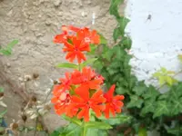 Brennende Liebe.webp