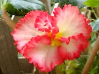 Knollenbegonie.webp