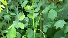 DSCN3657.webp