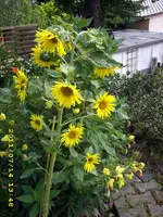 JD500580.webp