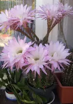 JD500655.webp