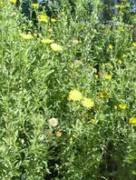 gelbe Aster1 (2).webp