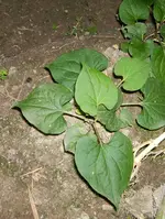 knöterich (2).webp