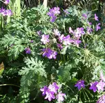 Storchschnabel purpurlila1 (2).webp