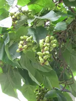 070.webp