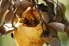 comp_DSC08465.webp