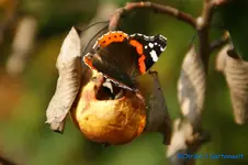 comp_DSC08467.webp