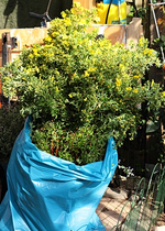 Fingerstrauch_fertig zur Abholung_400.webp