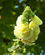 gelbe gefüllte Stockrose_400.webp