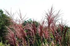 Gras blüht ebenfalls schon_1000.webp
