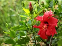 Hibiscus blüht ohne Ende_1024.webp