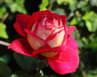 Nachblüte einer pinken Samtenen_namenlos_900.webp