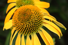 Echinacae Cheyenne_1024.webp