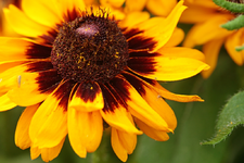 gelb_braune Rudbeckie_1024.webp