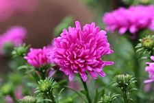 pinke grosse Glattblattaster_1024.webp